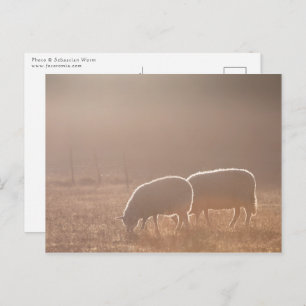 Natuur schapen Foto Briefkaart
