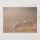 Natuur schapen Foto Briefkaart (Voorkant)