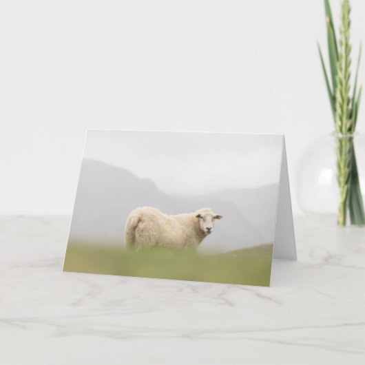 Natuur schapen Foto Kaart (Voorkant)