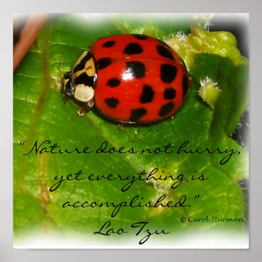 Natuur schiet niet op Poster (Voorkant)