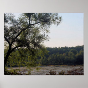 Natuur Serene Marsh en Boom Poster