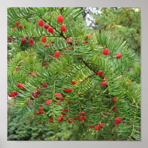 natuur, tak, plant, natuurlijk, seizoen, rood, bes poster