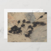 Natuur Tiny Black Tadpoles Briefkaart (Voorkant / Achterkant)