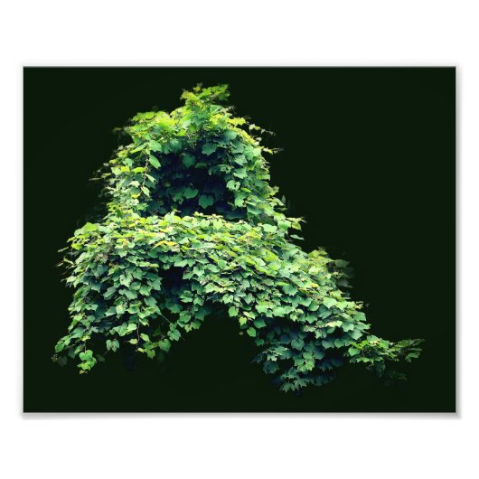 Natuur Troon Wild Leafy Vines 8x10 Foto Afdruk (Voorkant)