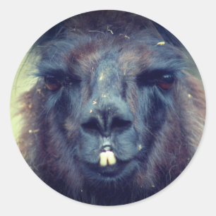 Natuur van Black Llama Face Animal Ronde Sticker