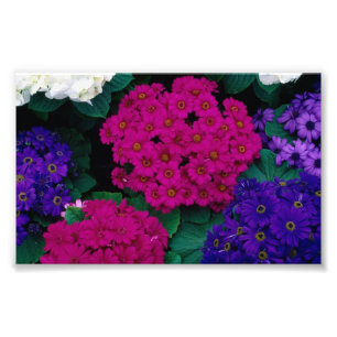 NATUUR VAN DE SCHOONHEID VAN DE BLOEMEN PURPLES FOTO AFDRUK