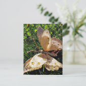 Natuur van de vlinder briefkaart (Staand voorkant)