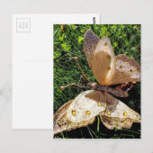 Natuur van de vlinder briefkaart (Voorkant / Achterkant)