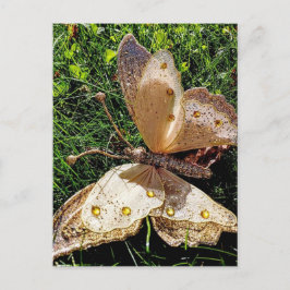 Natuur van de vlinder briefkaart