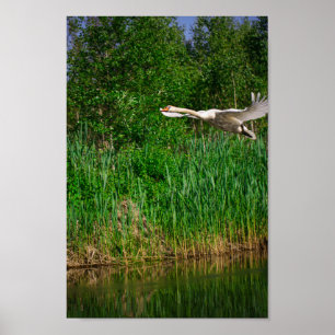 Natuur van Flying Swan Bird Wild Life Poster