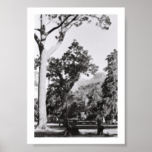 Natuur van het Kaapstadspark in Zuid-Afrika ZA Poster