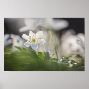 Natuur van hout Anemone Foto Poster
