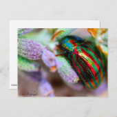 natuur van insecten briefkaart (Voorkant / Achterkant)