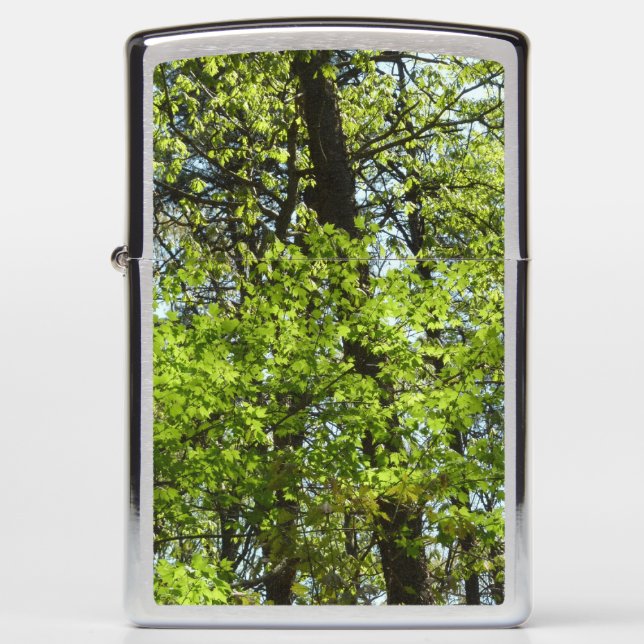 Natuur van lentemaple (Voorkant)