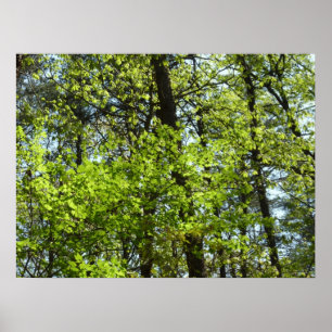 Natuur van lentemaple poster