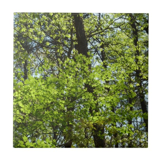 Natuur van lentemaple tegeltje (Voorkant)