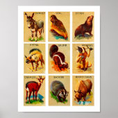 Natuur van oerwouden en bossen poster (Voorkant)