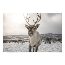 Natuur van rendieren Foto Poster