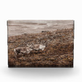 Natuur van rendieren Foto Poster (Voorkant)