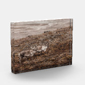 Natuur van rendieren Foto Poster (Links)