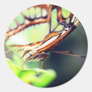 Natuur vlinderkant ronde sticker