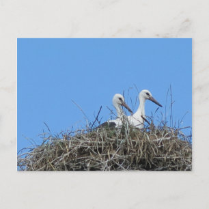 natuur, vogel, ooievaar, nest, wit, dier, lucht, briefkaart