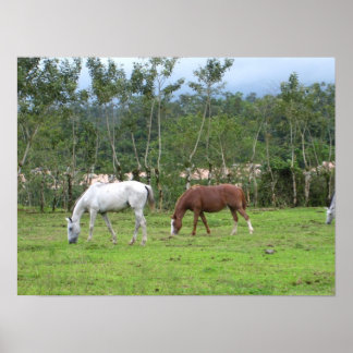Natuur - we zoeken naar vrede poster