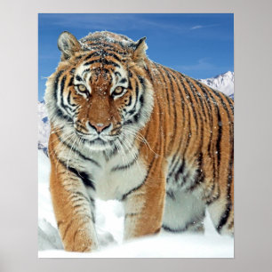 Natuur Winter Foto Tiger Snow Mountains Poster