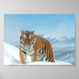 Natuur Winter Tiger Mountains Photo Snow Poster