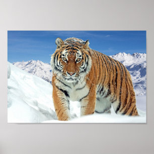 Natuur Winterfotosneeuw in het Tiger bergen Poster