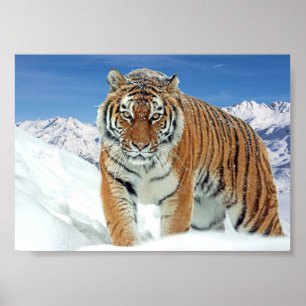 Natuur Winterfotosneeuw - Tiger Mountains Poster