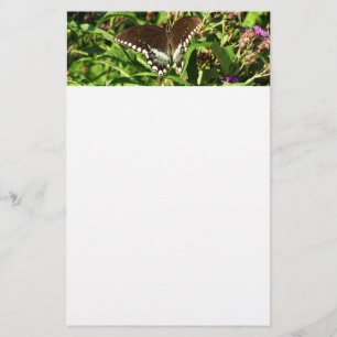 Natuur zwarte zweetstaafvlinder Fotografie Briefpapier