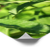 Natuur zwarte zweetstaafvlinder Fotografie Poster (Hoek)