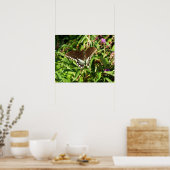 Natuur zwarte zweetstaafvlinder Fotografie Poster (Keuken)