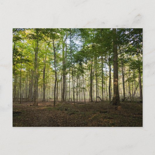 Natuurbeelden op ansichtkaarten briefkaart (Voorkant)