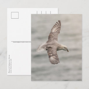 Natuurfoto van Noordelijke Stormvogel Briefkaart