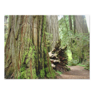Natuurfotografie Redwoodbomen Bos Foto Afdruk