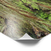 Natuurfotografie Redwoodbomen Bos Foto Afdruk (Hoek)