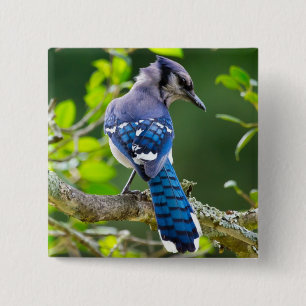 Natuurfotografie Verlegen Blauwe Gaai Kleding Cade Vierkante Button 5,1 Cm