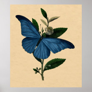  natuurhistorie, decor Blue Butterfly Poster