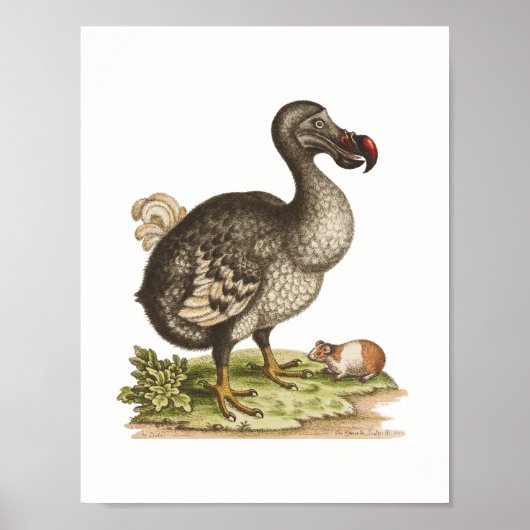 Natuurhistorisch museum-Dodo-Extinct-Bird Poster (Voorkant)