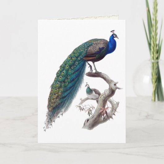 Natuurhistorisch Wenskaart Peacock Pair Kaart (Voorkant)