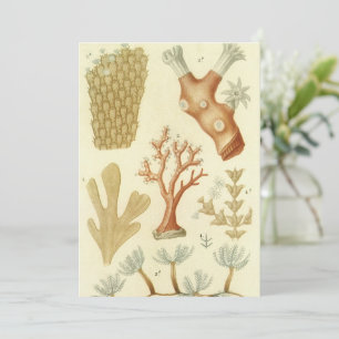 Natuurkunde Leerboek Biologie, Antieke Koraaldiere Kaart