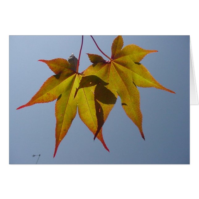 Natuurlijk goud (Voorkant Horizontaal)