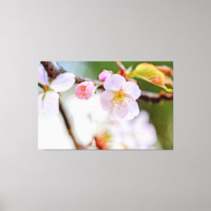 Natuurlijke bloemcompositie van Sakura-bloemen Canvas Afdruk