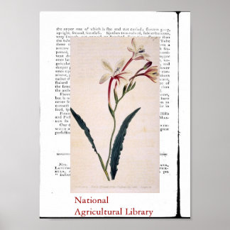 Natuurlijke botanische druk drie poster