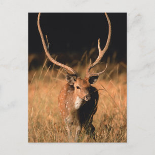 Natuurlijke habitat van chital Nationaal park Ba Briefkaart
