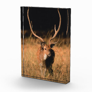 Natuurlijke habitat van chital Nationaal park Ba Fotoblokken