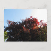 Natuurlijke kleur briefkaart (Voorkant)