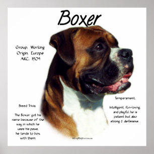 Natuurlijke oer Boxer ontmoeten het Poster van de